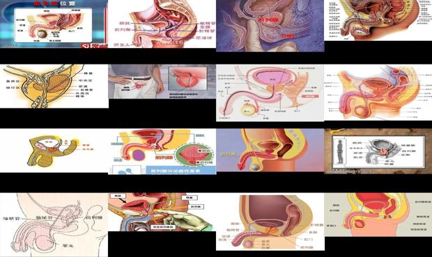 汕头前列腺位置