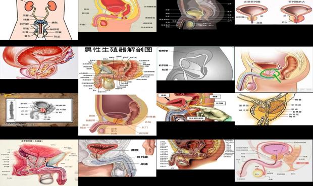 汕头前列腺在哪里