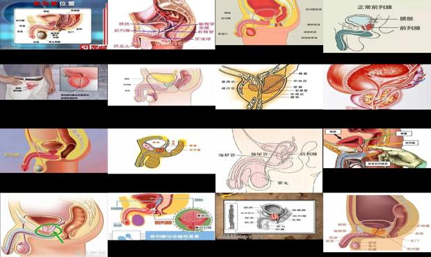 汕头前列腺在什么位置