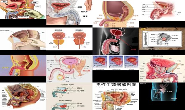 汕头前列腺是指哪个部位