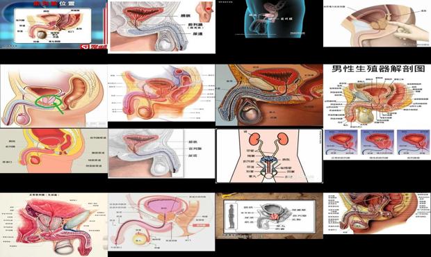 汕头男人前列腺在什么部位