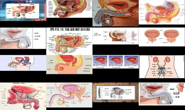 汕头男性前列腺在什么部位