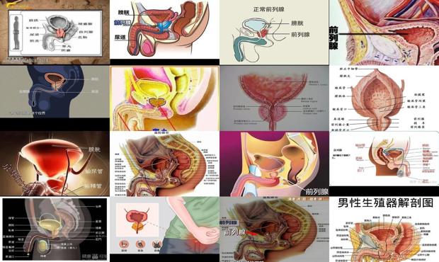 汕头前列腺在那个地方