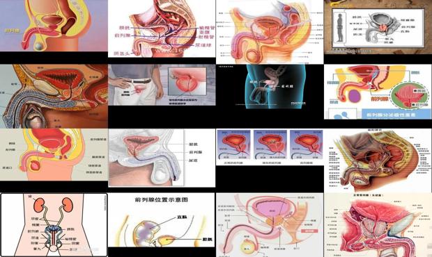 汕头前列腺的位置