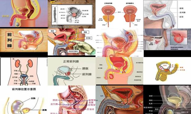 汕头前列腺在哪个位置
