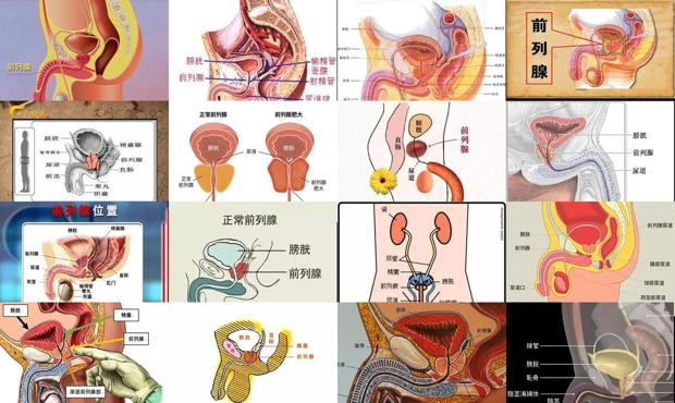 汕头前列腺的位置在哪