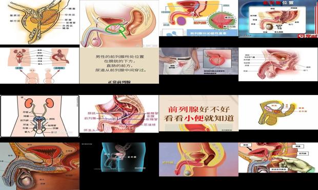 汕头前列腺长在什么位置