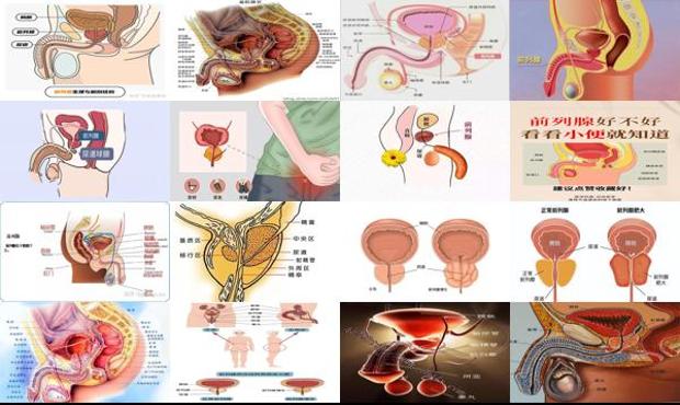 汕头人体前列腺位置图