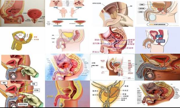 汕头前列腺是哪个位置